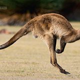 DuMont-Reise-Bildband-Australien-Natur-Kultur-und-Lebensart-DuMont-Bildband-0-1