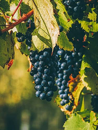Wein-Australien-Penfolds-Koonunga-Hill-Seventy-Six-76-Shiraz-Cabernet-2014-Australischer-Rotwein-trocken-Barossa-Valley-fruchtiges-Bouquet-am-Gaumen-vielschichtig-0-0