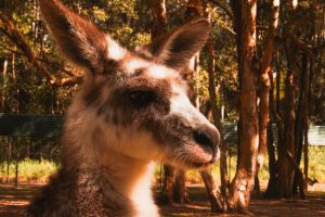 Australien Tiere:🦘🐨 Welche gibt es und wo kannst du sie beobachten?