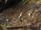 Fiordland Crested Pinguine