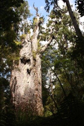 Te Matua Ngahere