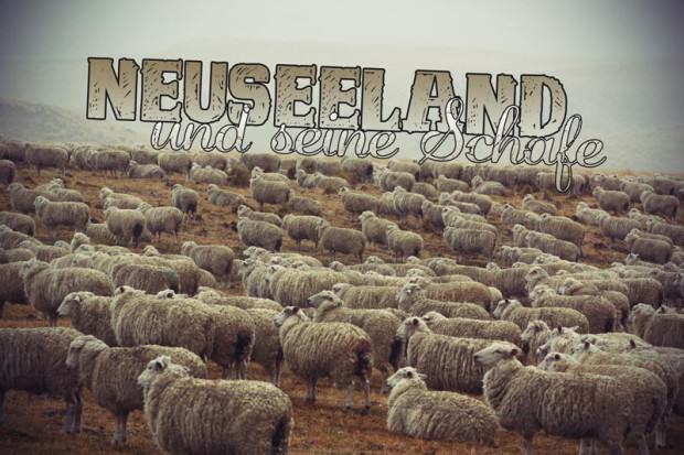 Schafe in Neuseeland