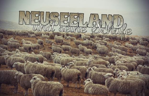 Schafe in Neuseeland