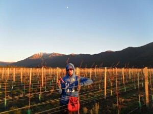 Vineyard work Belnheim