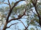 Koala am Cape Otway