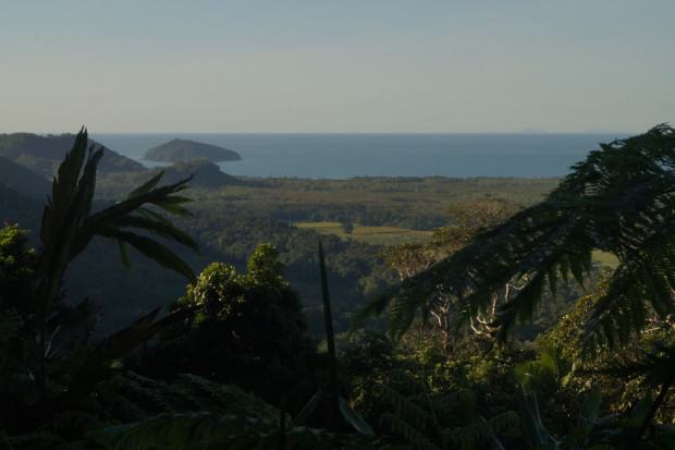 Daintree