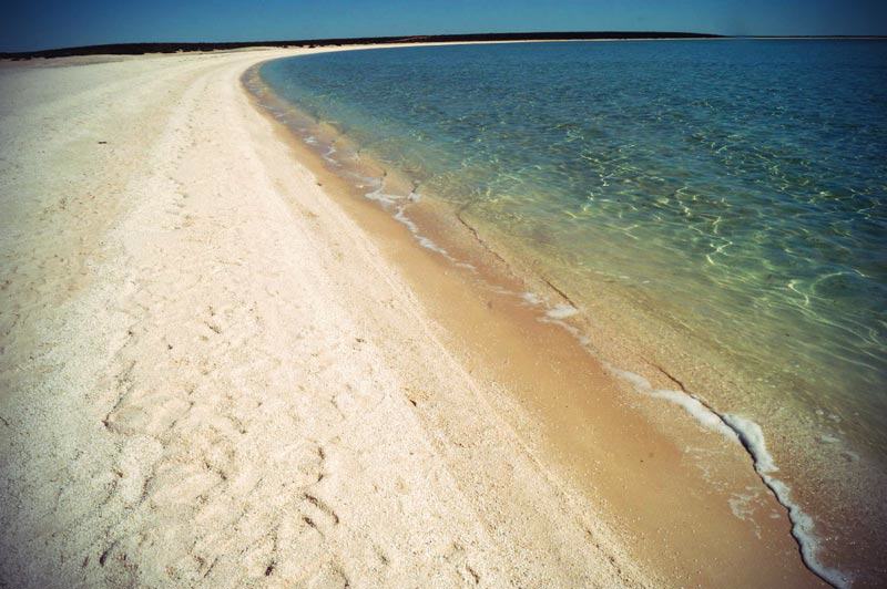 Shell Beach Shark Bay