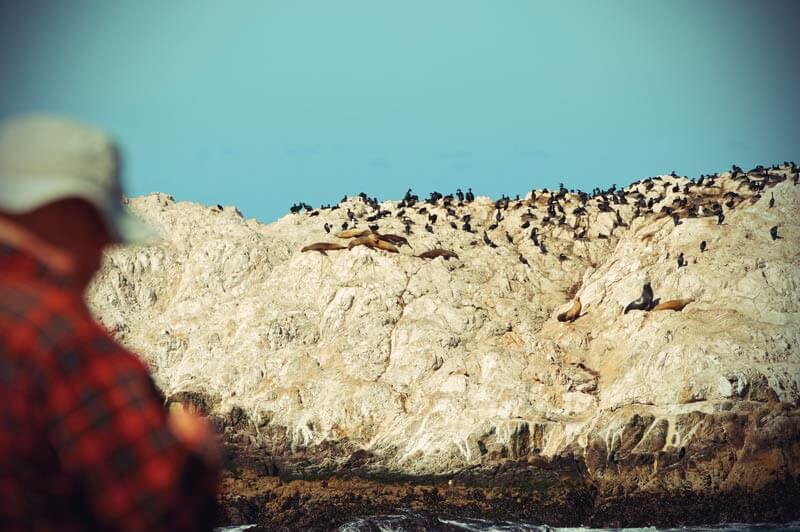 Pacific Coast Highway: Robben sonnen sich am Bird Rock