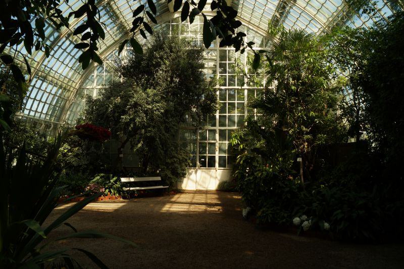 Palm house from inside