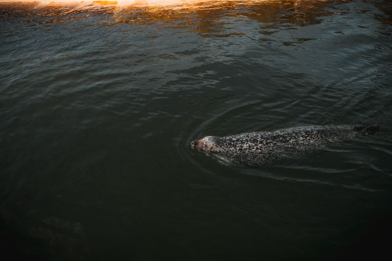 Seehund in der Seehunde und -robben Kolonie in Friedrichskoog
