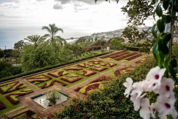 Blumenfeld im Jardim Botanico da Madeira