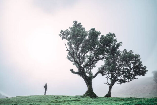 Hiker stands in front of a laurel tree in the Fanal fairy forest in Madeira