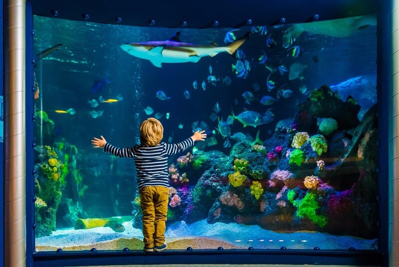Kind steht vor einem Aquarium des SEA LIFE Oberausen