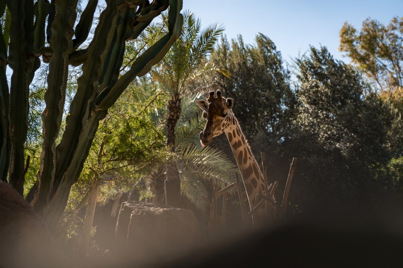 Giraffe in the Bioparc Valencia