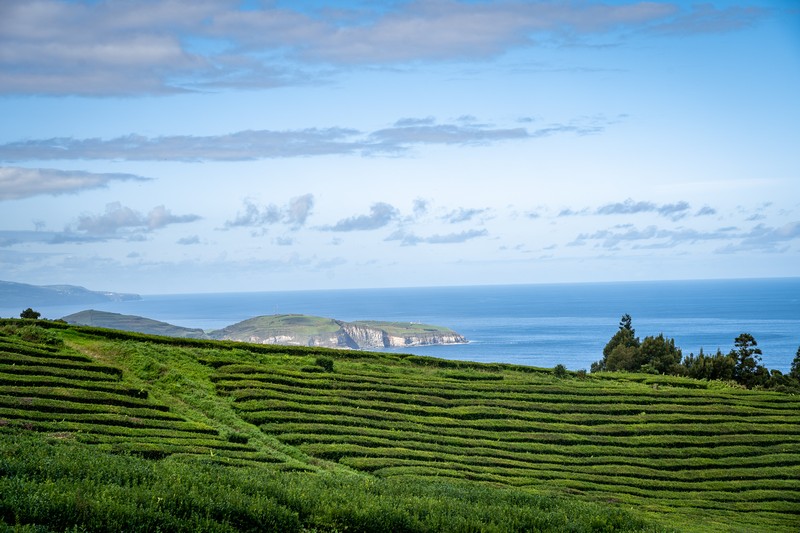 Teefelder an der Atlantikküste