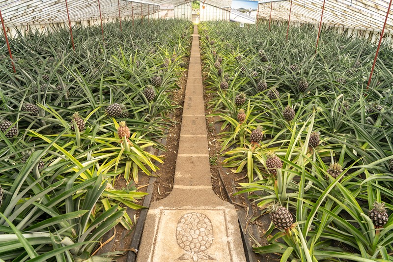 Ananas Gewächshaus auf den Azoren