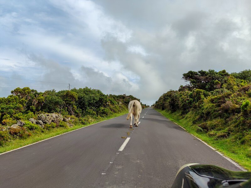 Kuh auf Highway EN3 auf Insel Pico