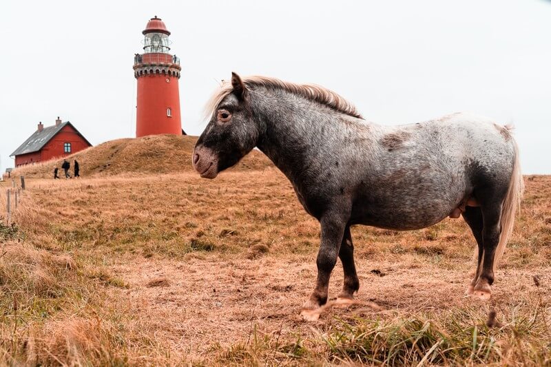 Pferd am Leuchtturm Bovbjerg Fyr