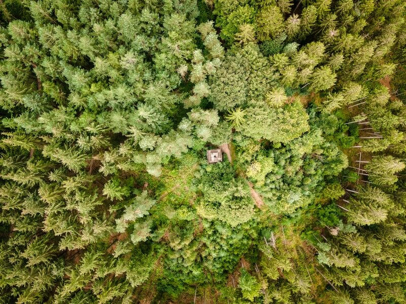Rold Skov: Der zweitgrößte Wald Dänemarks