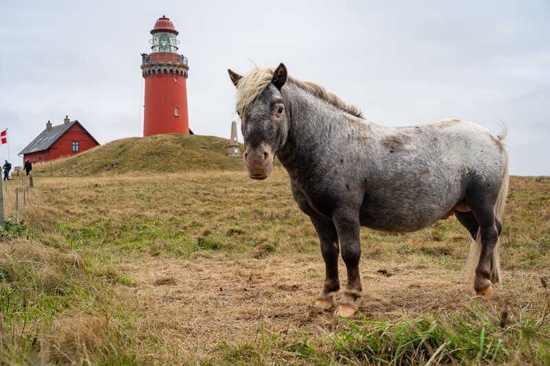 Pony vorm Bovbjerg Fyr Leuchtturm