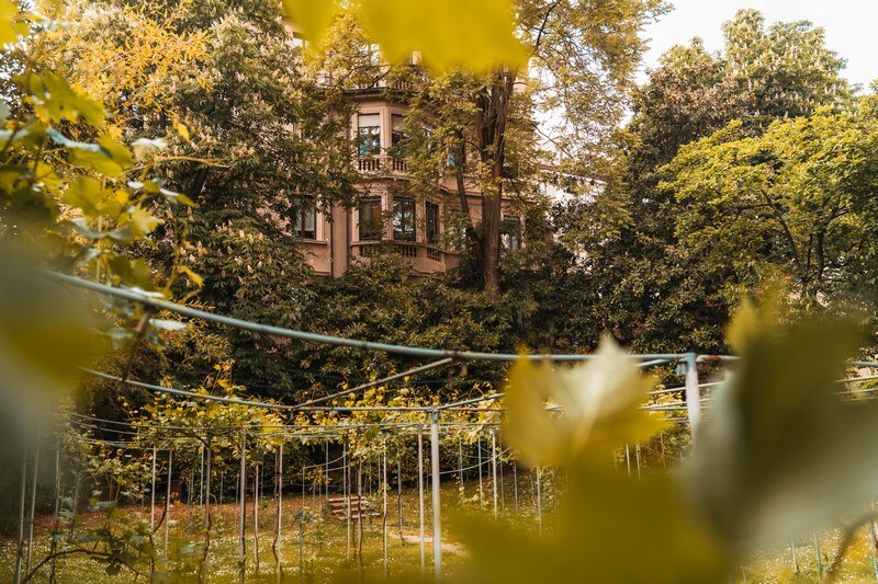 Weinreben im ehemaligen Weingarten von Leonardo da Vinci in Mailand