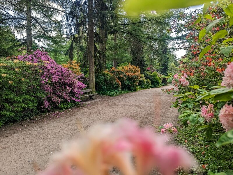 Rhododendron blüht entlang eines Weges im Stadtpark