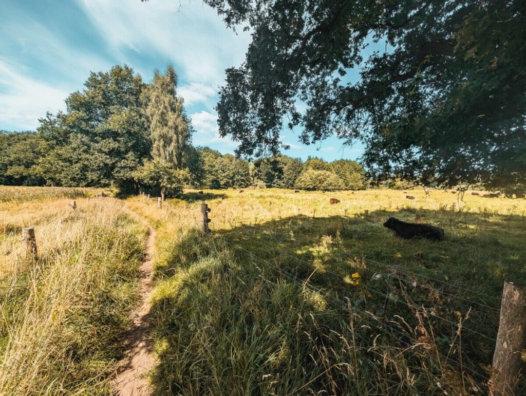 Wanderweg vorbei an grasenden Kühen