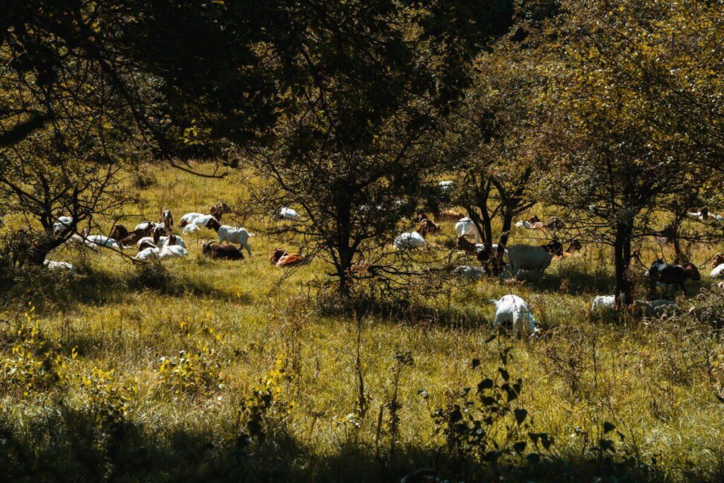 Ziegen auf einer Wiese im Naturschutzgebiet Höltigbaum