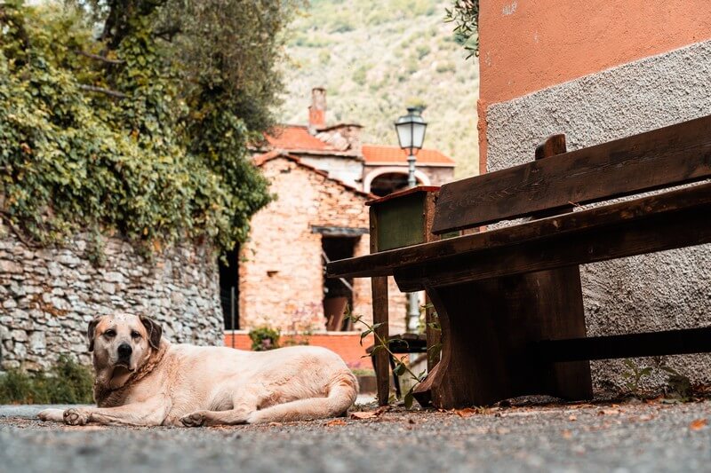 Hund in Lecchiore in Ligutien
