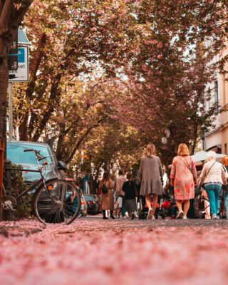 Kirschblüten liegen auf der Breiten Straße in Bonn. Menschen gehen an ihnen vorbei