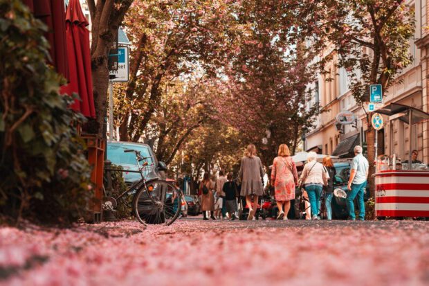 Kirschblüten liegen auf der Breiten Straße in Bonn. Menschen gehen an ihnen vorbei