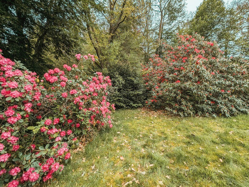 Rhododendron in Ratehn an der Elbe