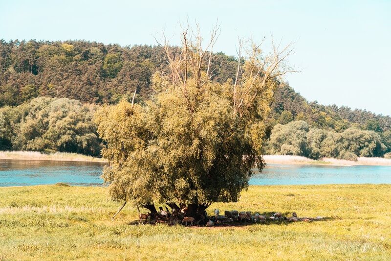 Schafe unter einem Baum an der Elbe