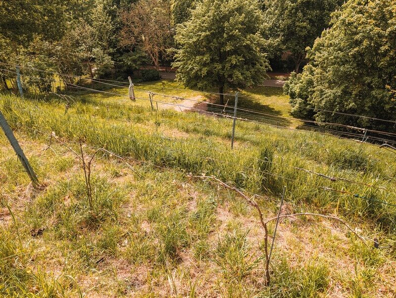 Weinreben auf dem Weinberg Hitzacker