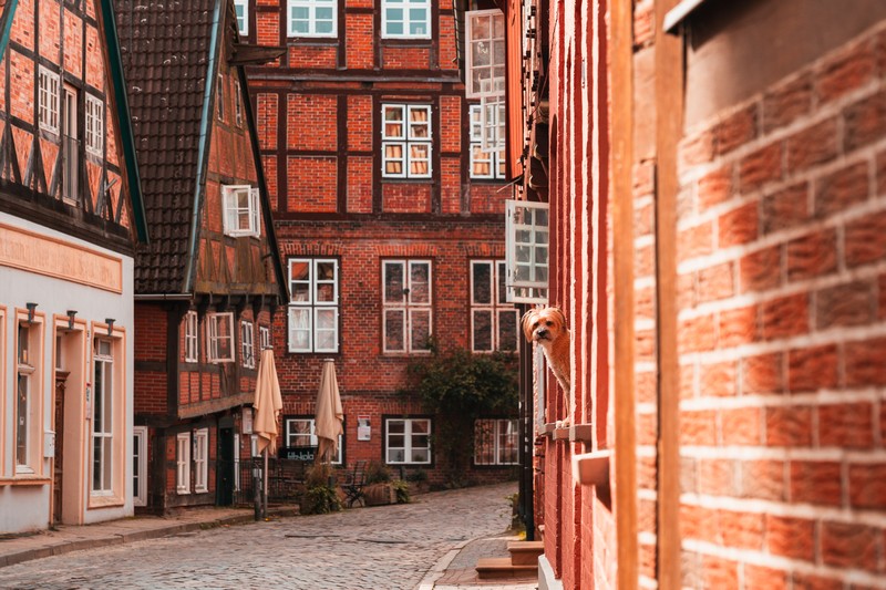 Hund schaut aus dem Fenster entlang der Elbstraße in Lauenburg