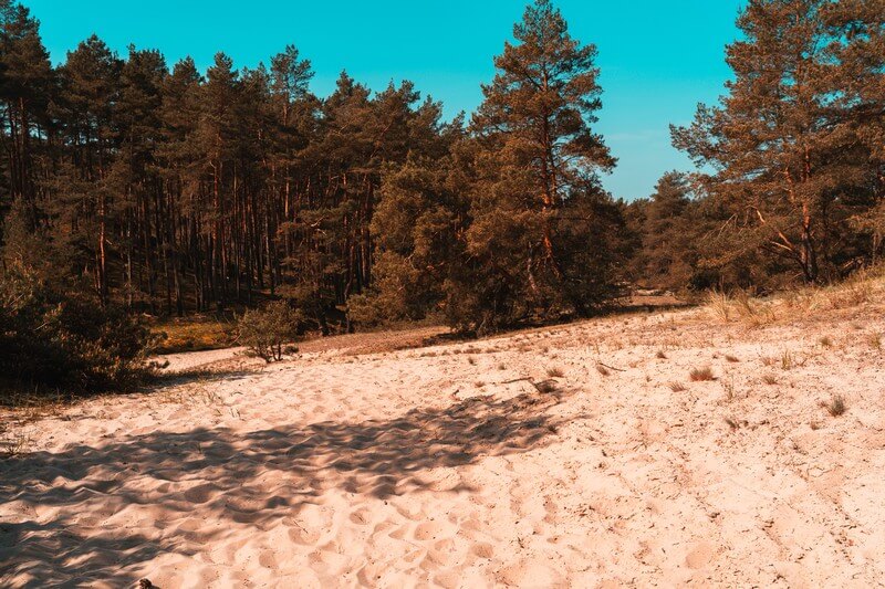 Sand auf der Stixer Wanderdüne