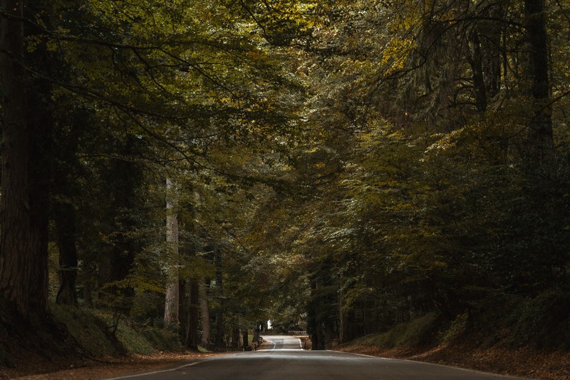 Straße durch den Umbra-Wald im Gargano