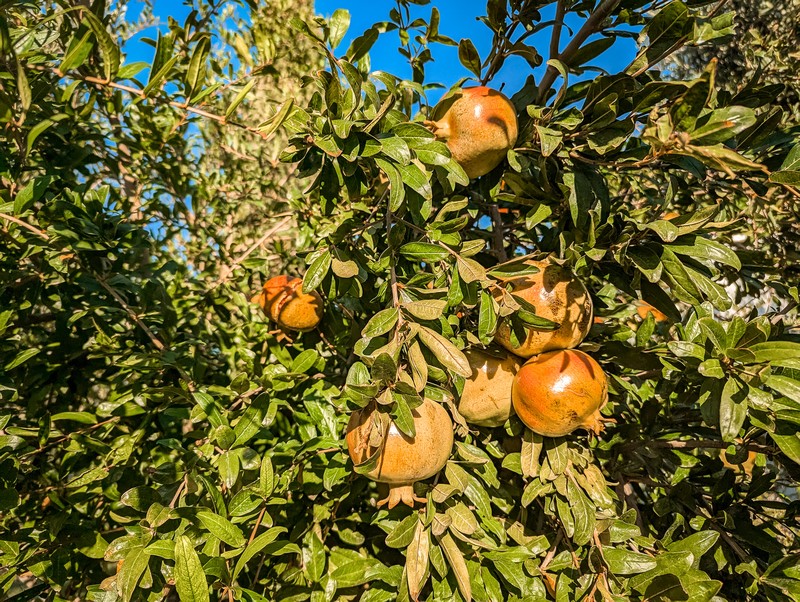 Saftige Granatäpfel im Garten des Hotel Torre Santamaria Resort