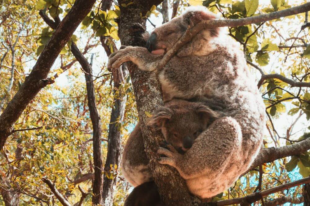 Koala Mutter mit Baby auf Magnetic Island