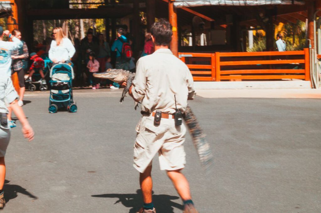 Wärter des Australie Zoo trägt ein kleines Krokodil durch die Besuchermassen.