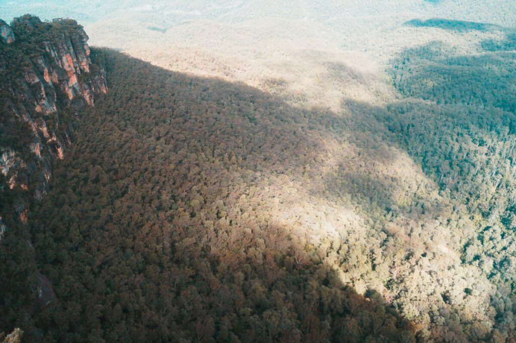 Dichter Eukalyptuswald in den Blue Mountains.