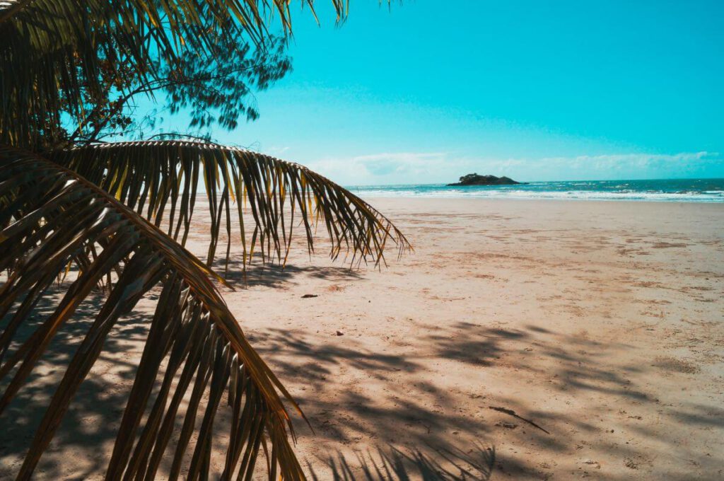 Strand mit Palmen im Daintree Regenwald