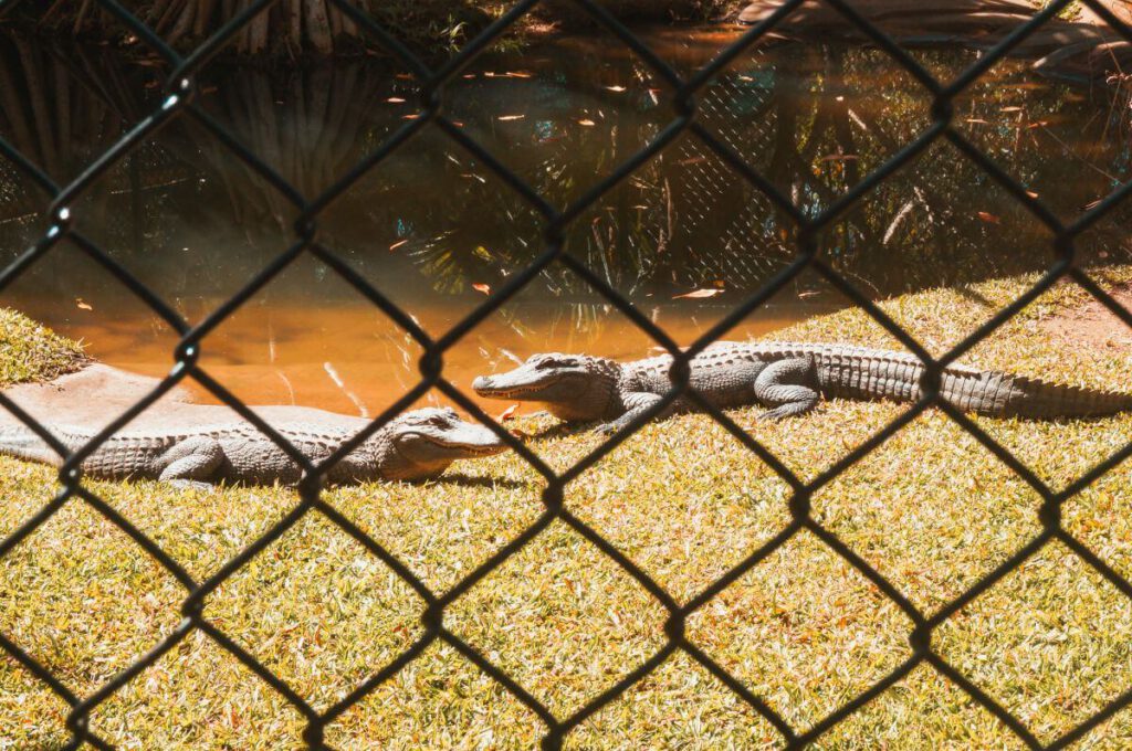 2 Krokodile im Australia Zoo