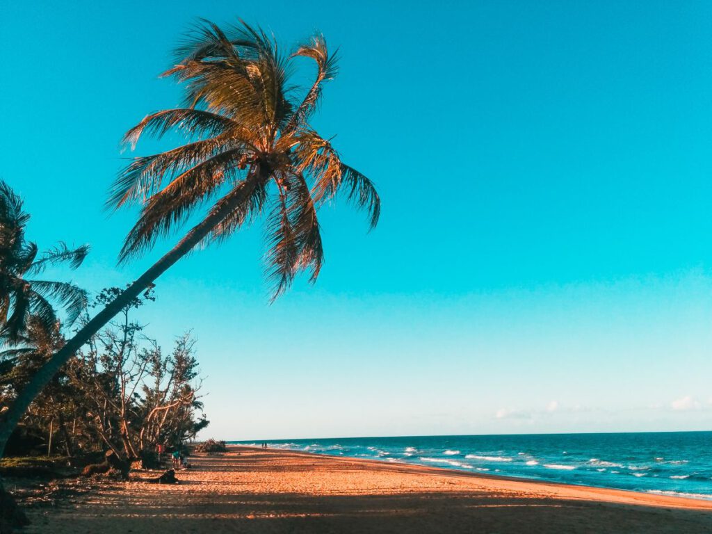 Palmen ragen über den weißen Sandstrand des Mission Beach.