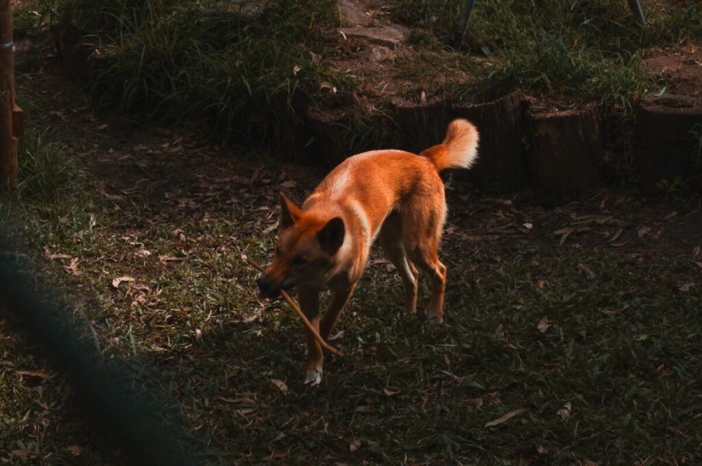 Ein Dingo im Australia Zoo