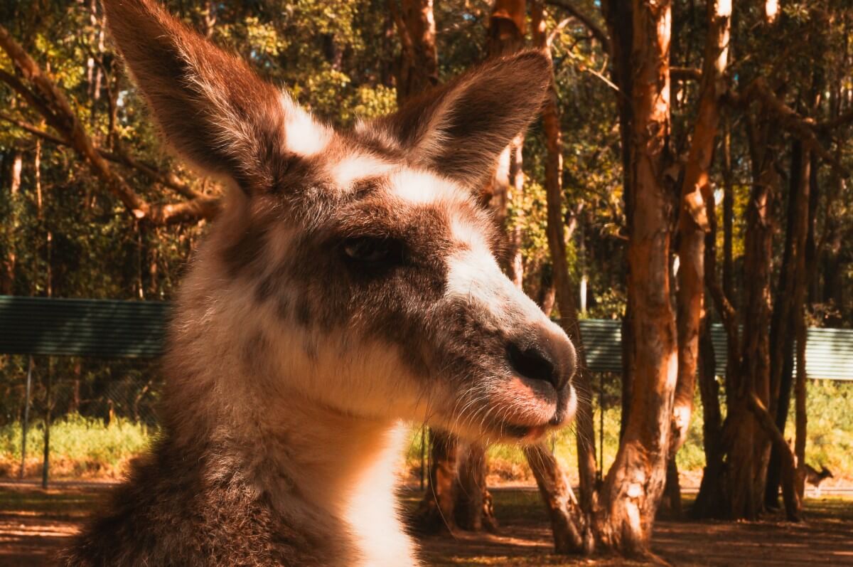 Australien Tiere:🦘🐨 Welche gibt es und wo kannst du sie beobachten?