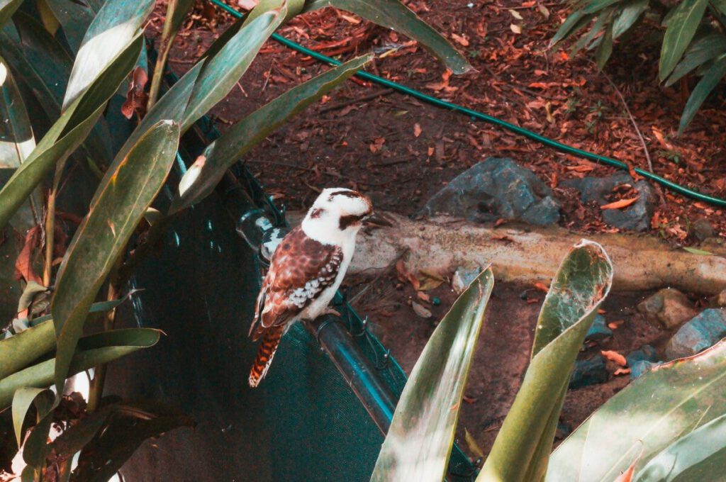 Ein Kookaburra auf einem Zaun