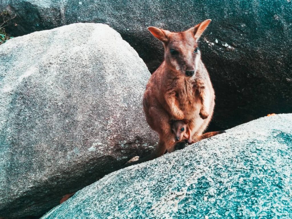 Rock Wallaby trägt sein Junges im Beutel