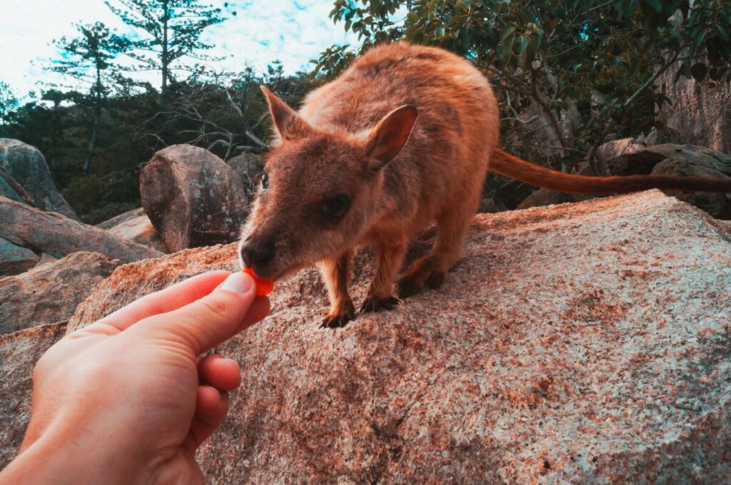 Rock Wallaby frisst ein Stück Karotte