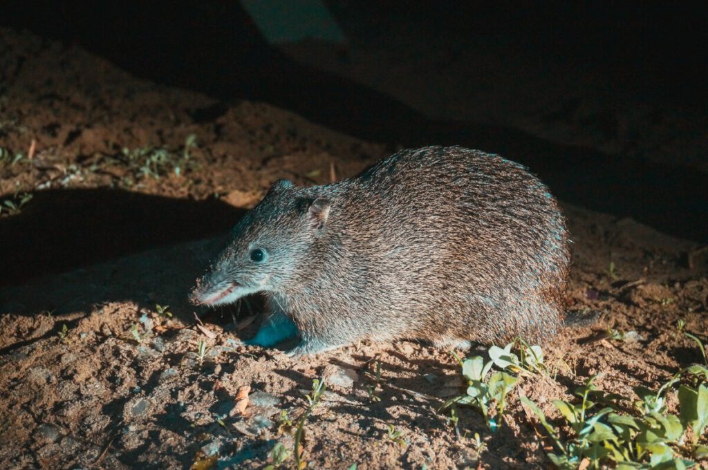 Bandicoot bei Nacht